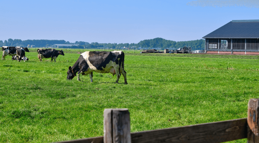 Brabantse boeren verliezen ongebruikte stikstofruimte 