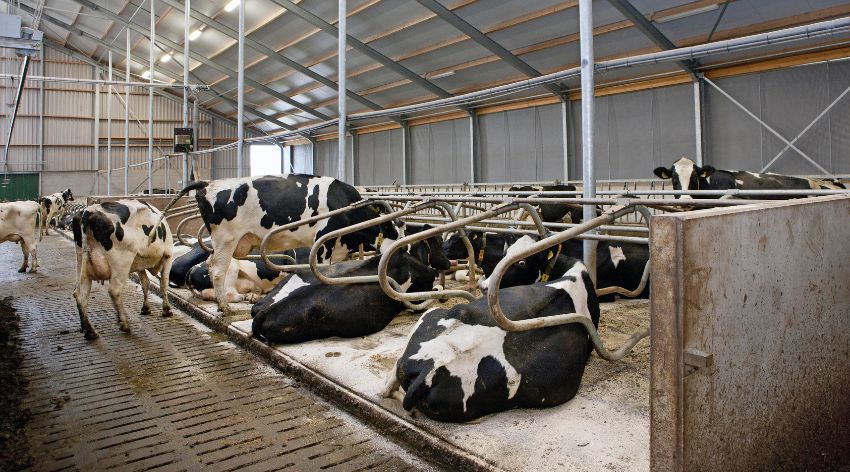 Pilot in Overijssel: ammoniakuitstoot verlagen met maatregelen op je eigen bedrijf