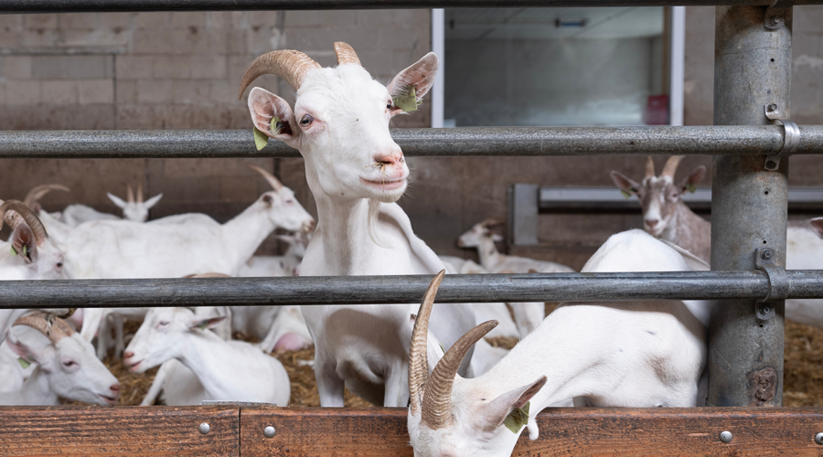 1 kilometer afstand van geitenhouderijen: komt er een nieuwe norm?