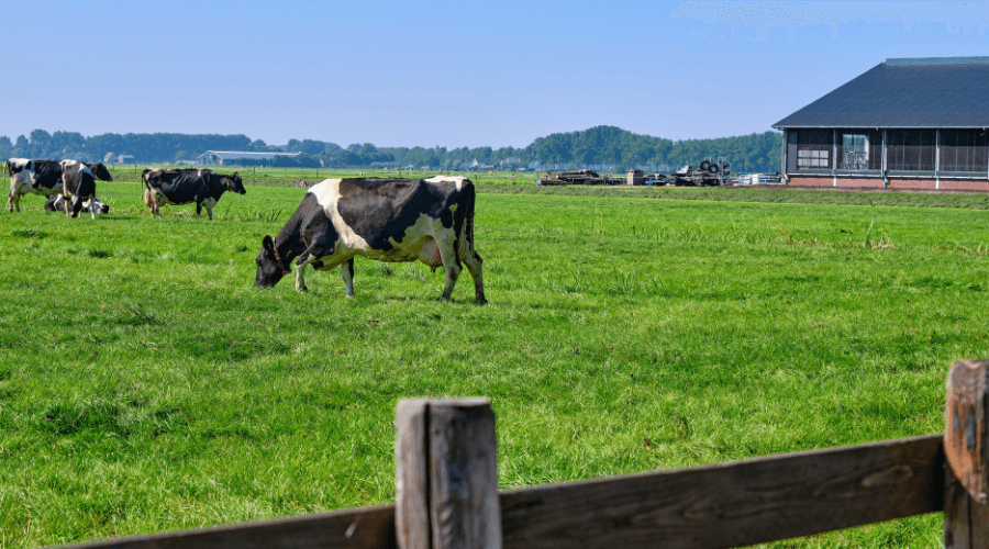 Rechter stelt Greenpeace in het gelijk: wat betekent dit voor jouw onderneming? 