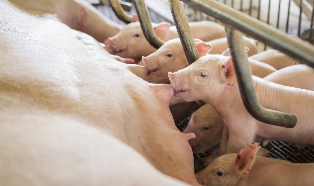 Staldering van kracht in Noord-Brabant