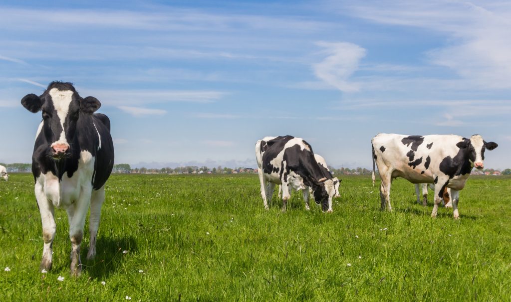 Beweiden en bemesten: wel of geen Natuurvergunning?