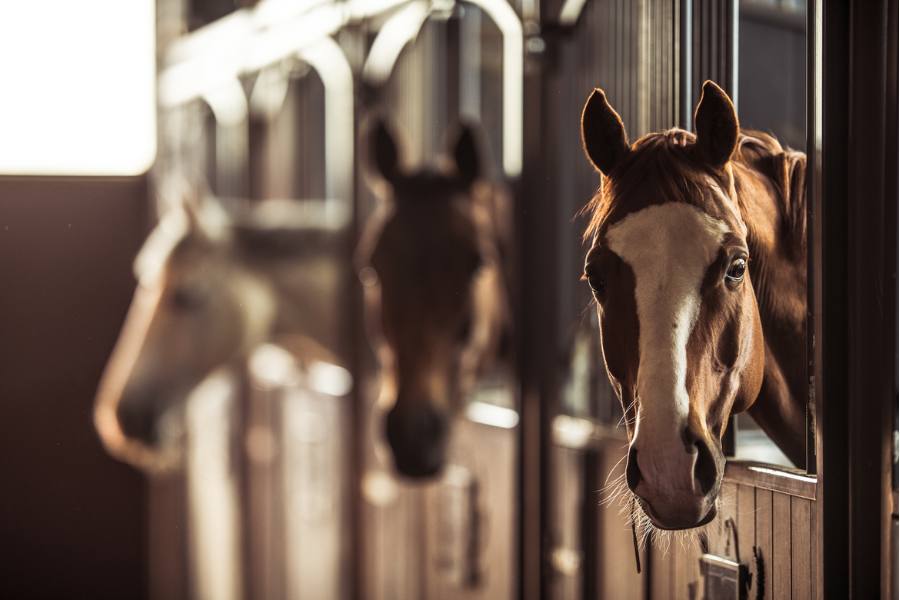 Dit zijn de aandachtspunten voor de paardenhouderij