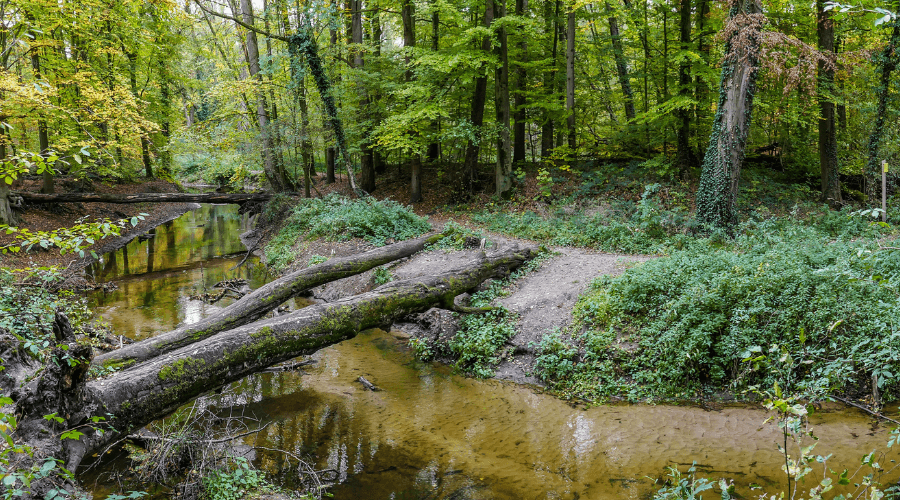 Stikstofregels aangescherpt rond Natura 2000-gebieden in Gelderland