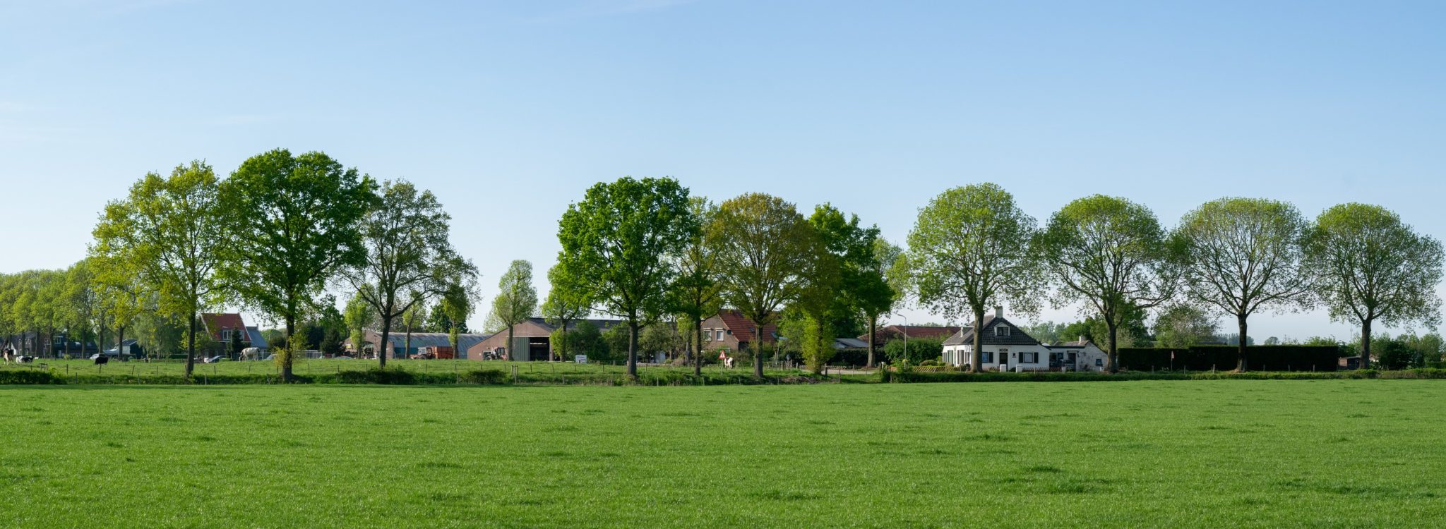 Geurhinder en veehouderij: aanpassing geurregelgeving