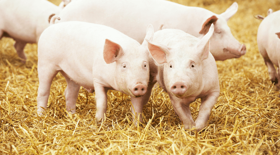 Geurhinder varkenshouderij Sprundel schendt geen mensenrechten