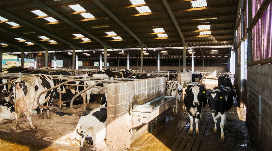 Doorbraak in vergunningverlening voor emissiearme stallen in Gelderland