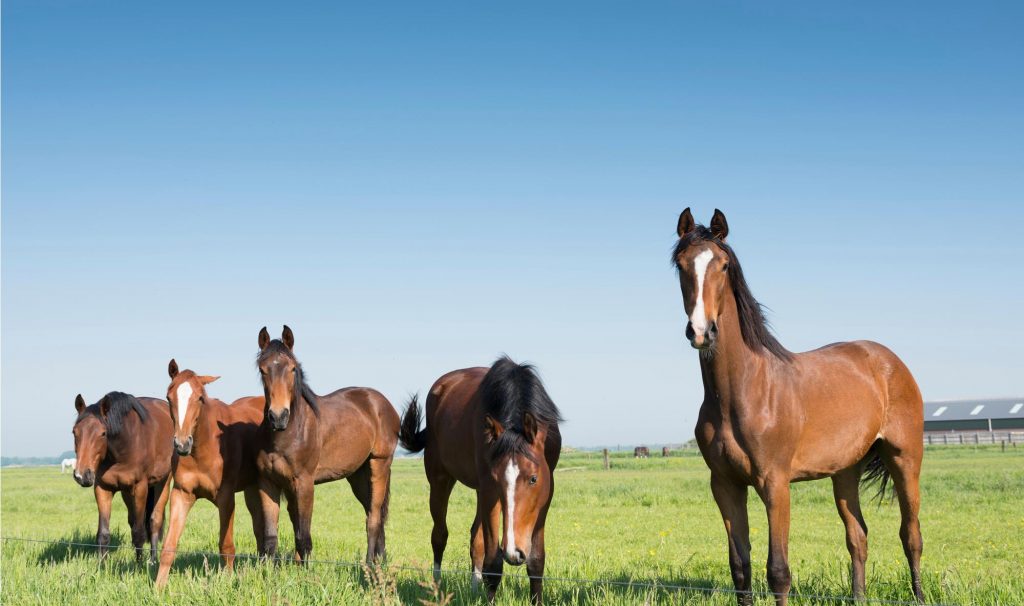 Paardenhouderij: vergunningaanvraag stikstof