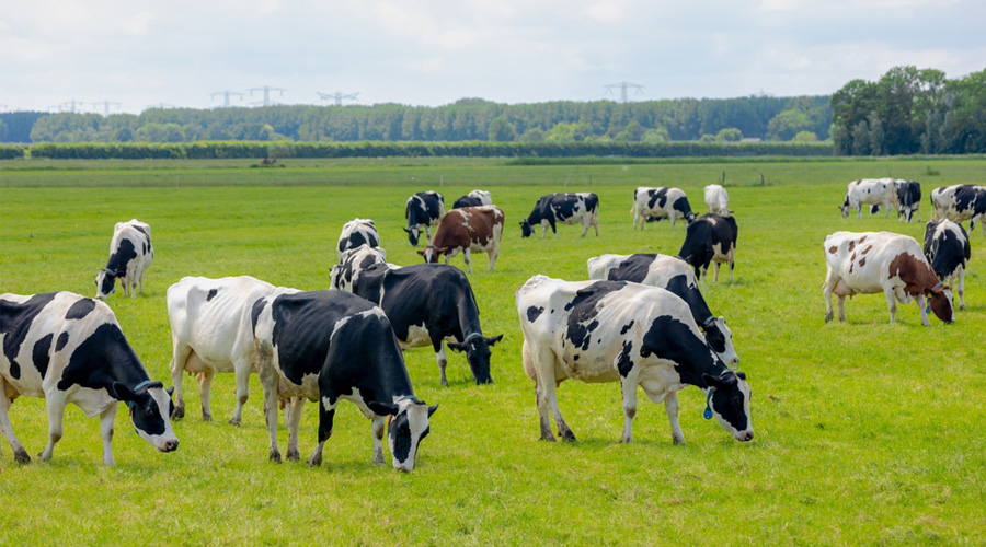 Nieuwe vrijwillige beëindigingsregeling (Vbr) voor veehouders