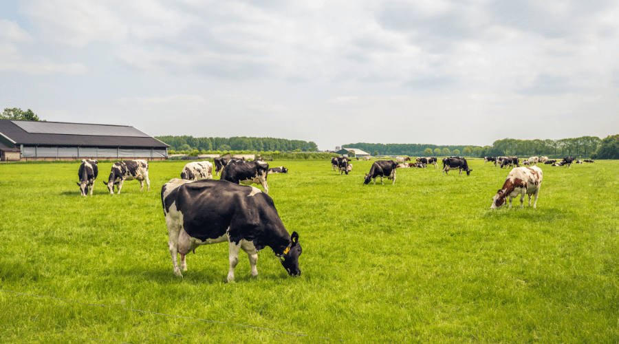 Subsidie voor stoppende veehouders dichtbij Drentse Natura 2000-gebieden