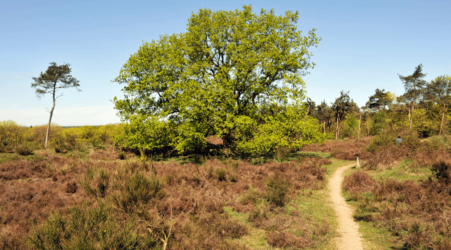 Ondernemen bij beschermde natuurgebieden: waar moet je rekening mee houden?