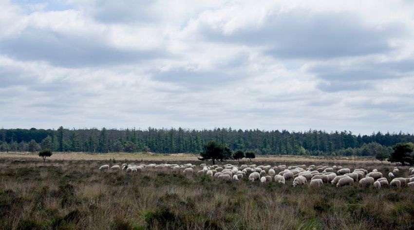 Aanpak Veluwe: wat betekenen de plannen voor jouw agrarische bedrijf?