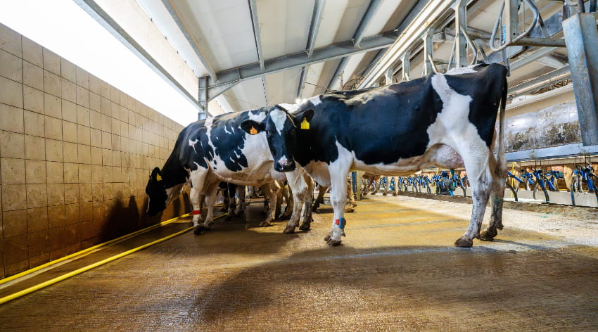 AMvB Dierwaardige veehouderij: wat verandert er richting 2040?