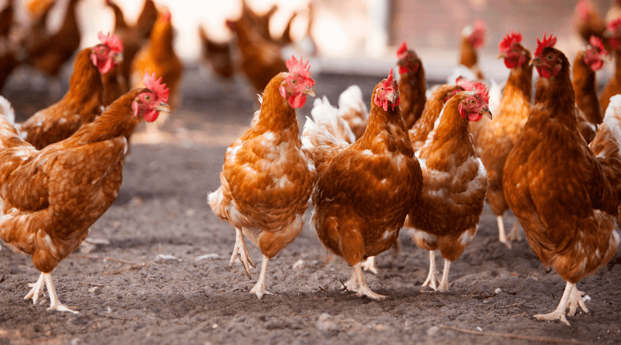 Brabant start met realtime emissiemetingen op veehouderijen