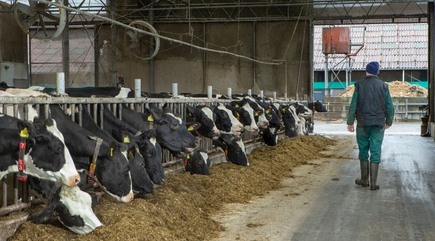 Vrijwillig stoppen met je veehouderij in Drenthe: € 20 miljoen extra beschikbaar