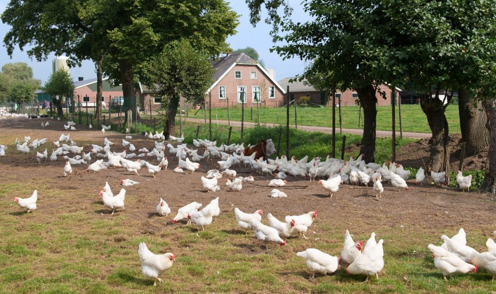 Verkeerde vergunningen zijn een risico voor agrarische bedrijven